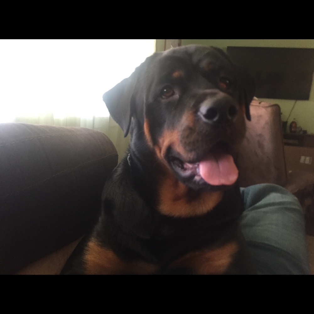 Meet your Posher, Amelia